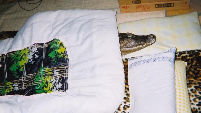 Na hora do soninho, Caiman prefere o tatame e o cobertorzinho ao tanque d'água no quintal (Caters News Agency)