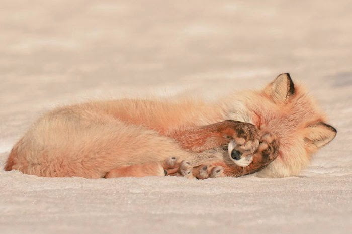 raposa vermelha de Hokkaido