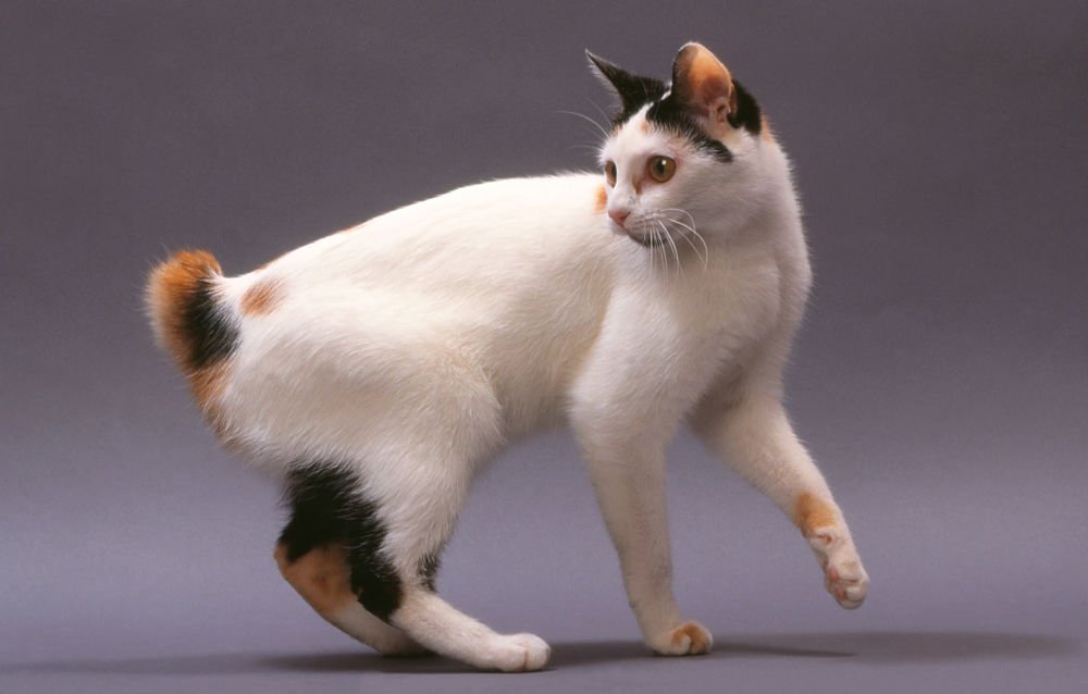 gato japonês Bobtail
