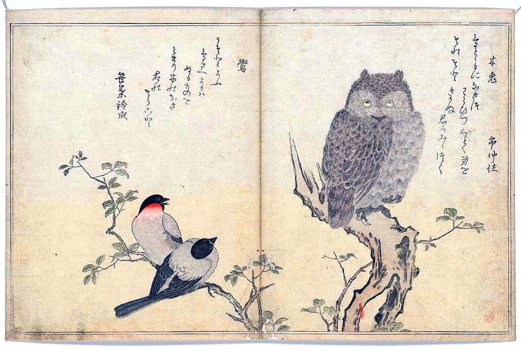 coruja tradicional Japão