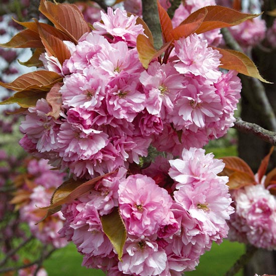 Prunus Kanzan Sakura