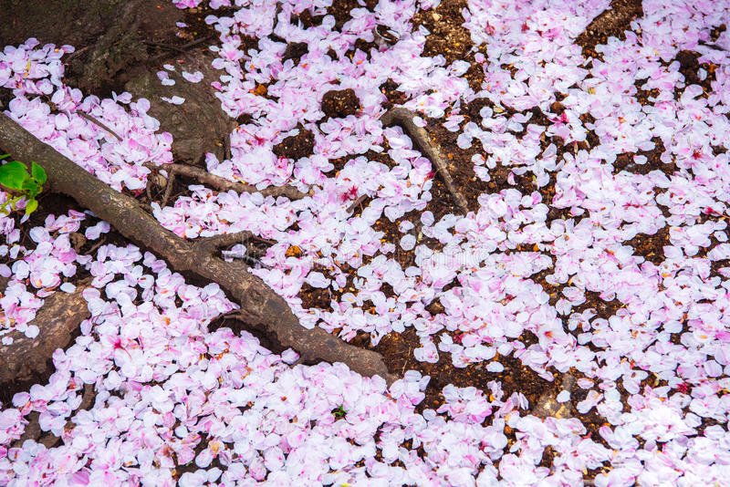 pétalas Sakura