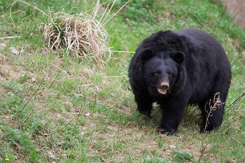 urso preto japonês