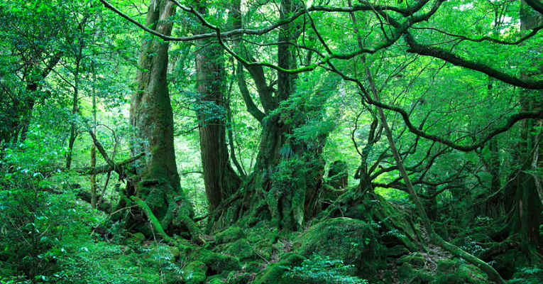 floresta Yakushima