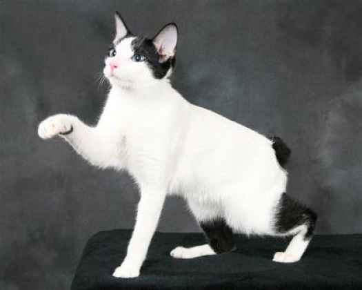 Рассмотрите фотографию кошки породы японский бобтейл. Японский бобтейл кошка. Японский бобтейл белый. Японский бобтейл короткошёрстный. Порода кошек японский бобтейл.