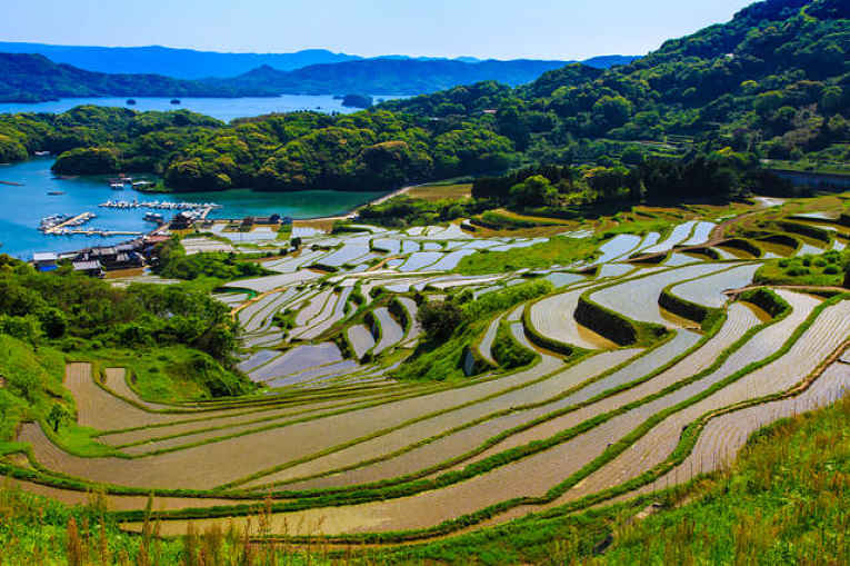 Plantação de arroz no Japão